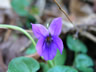 Beautiful Violet Wildflower