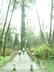 Largest Sitka Spruce