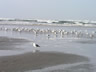 Lots Of Seagulls 